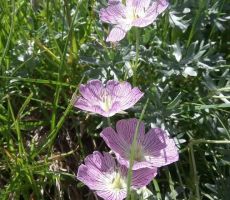 MEDDRUŠTVENI PLANINSKI TABOR V BOHINJU, 06..07-09.07.2017